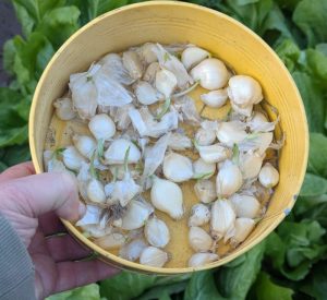 Perllauch zentimetergroße Steckzwiebeln