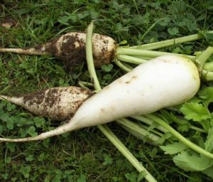 Rettich Münchener Bier weisser herbstrettich