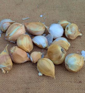 große Zehen vom Aglione Knoblauch aus Valdichiana