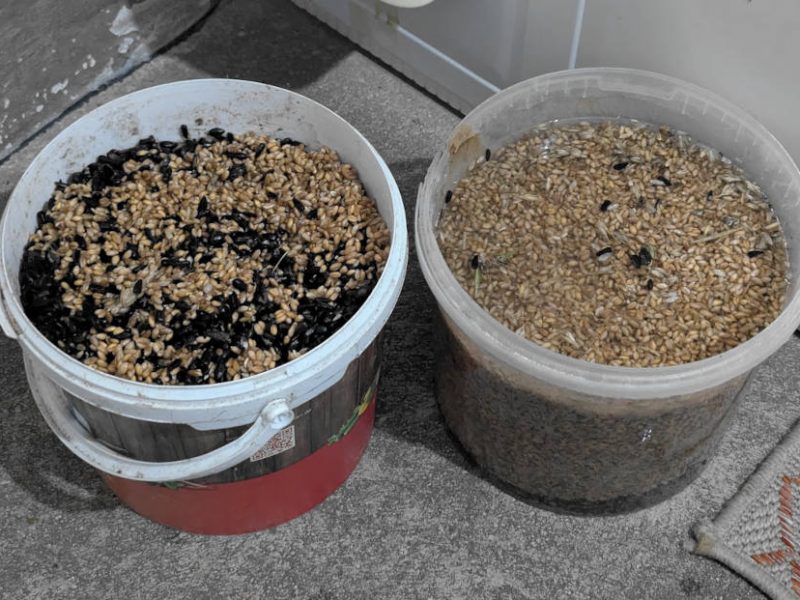 Eingeweichtes Hüehnerfutter in zwei Eimern