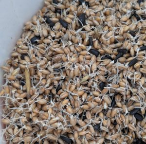 Eingeweichtes Hühnerfutter angekeimt