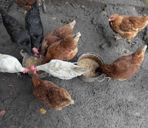 Hühner an zwei Futtertöpfen