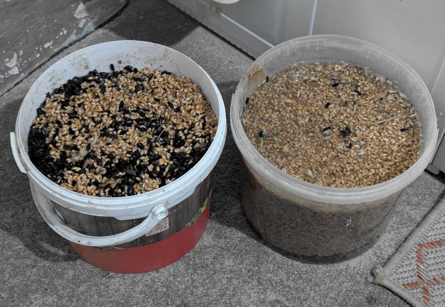Eingeweichtes Hüehnerfutter in zwei Eimern