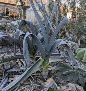 Porree Winterlauch frostbereift