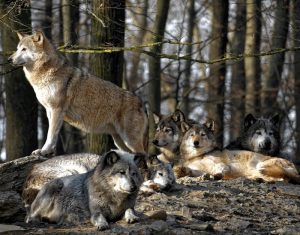 Wolfsrudel im Wald