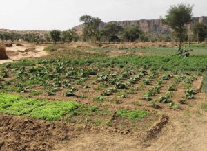 Dogen Felder Regenzeit in Moestuintje