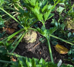 Knollensellerie-Pflanze im Oktober