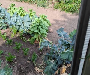 Knollensellerie am 26. Juni