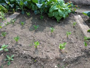 Knollensellerie Ende Mai gepflanzt