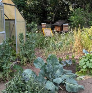 Knollensellerie am Gurken-Gewächshaus