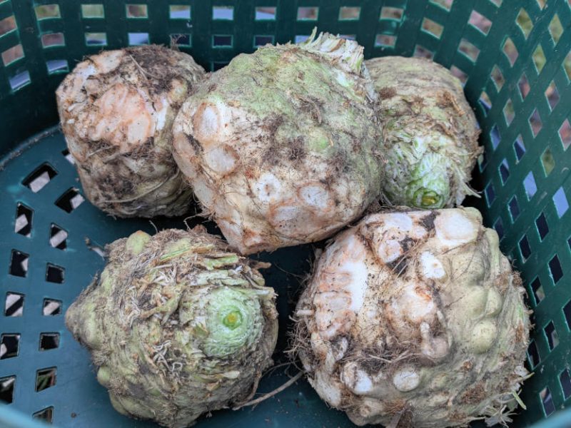 geerntete Knollensellerie-Knollen