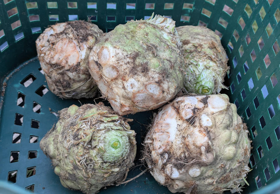 geerntete Knollensellerie-Knollen