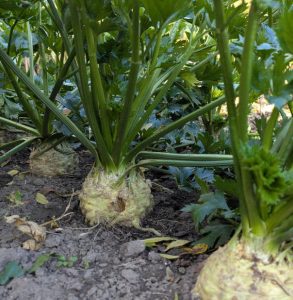 Knollensellerie-Pflanzen mit dicken Knollen