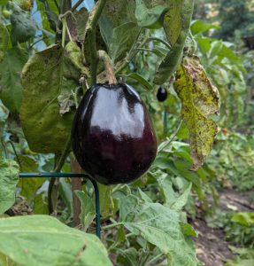 Aubergine in der Septembersonne im Garten