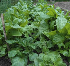 Spinat als Vorkultur