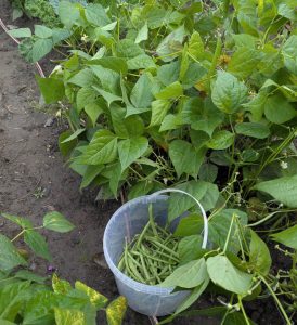 Ernte der Gemüsebohnen auf dem Beet