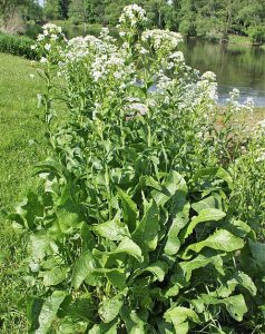 Meerrettich auf einer Wiese am Flusslauf