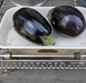 Auberginen-Früchte auf der Waage.