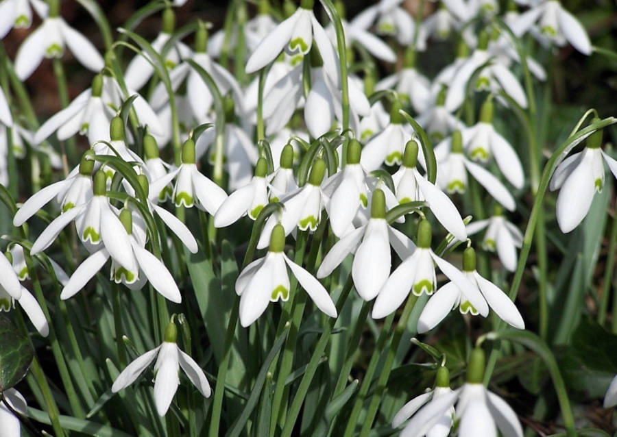 Blühender Schneeglöckchen-Büschel
