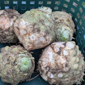 Knollensellerie ernte