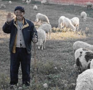 Mongolischer Hirte hütet Schafe