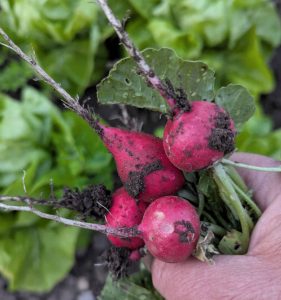 Radieschen-Ernte