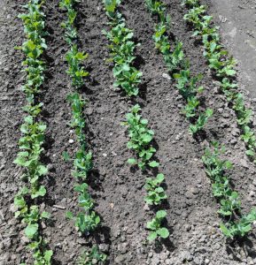 Radieschen und Erbsen auf dem Beet