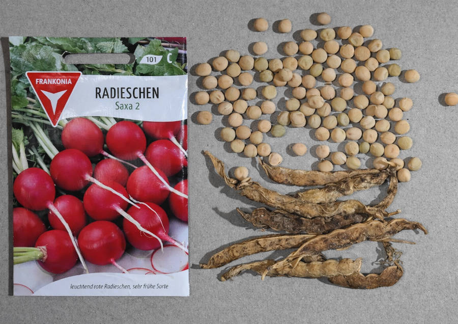 Radieschensamen und Saaterbsen