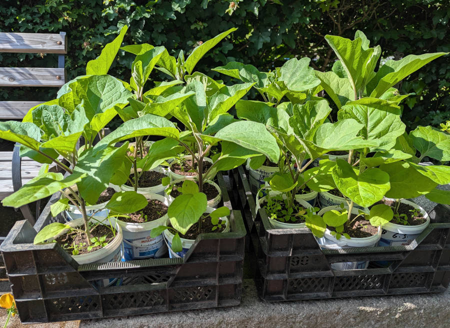 Auberginen-Jungpflanzen in warmer Sonne