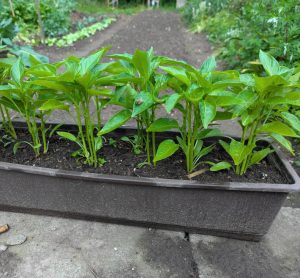 pikierte Paprikapflänzchen