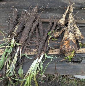 Schwarzwurzeln und Pastinake