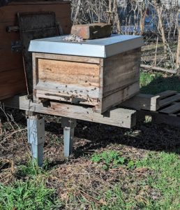 Bienen fliegen ander Beute