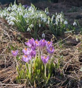 Crocus tommasinianus, Elfenkrokus 