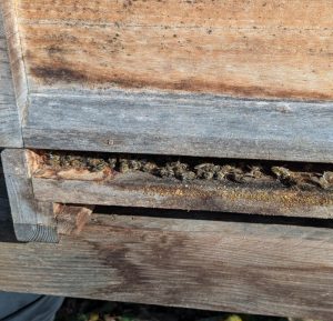 Tote Bienen