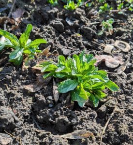 Feldsalat-Pflänzchen