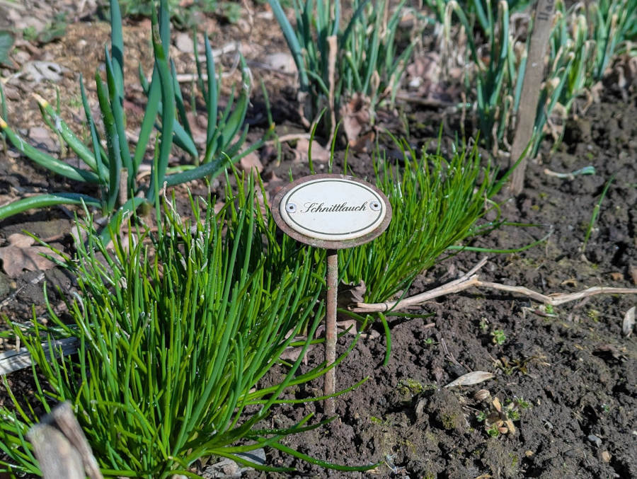 Austreibender Schnittlauch