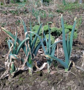 Überwinterter Porree