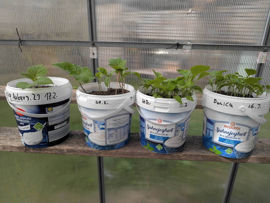 Auberginenpflänzchen im Topf