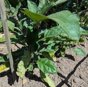 Kniehhohe Aubergine im Freiland