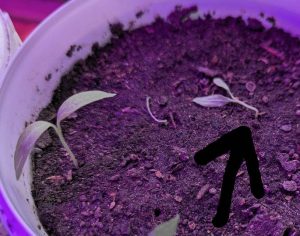 Auberginen-Pflänzchen umgekippt