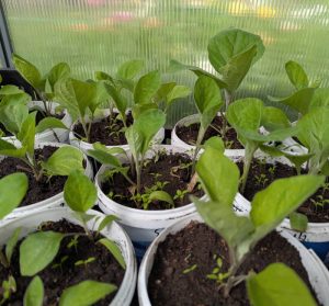 Auberginen Jungpflanzen