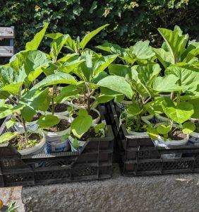 Auberginen Jungpflanzen Ende Mai