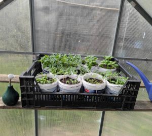 Junge Auberginen im Gewächshaus