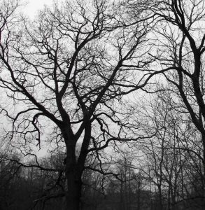 Geäst am kahlen Baum