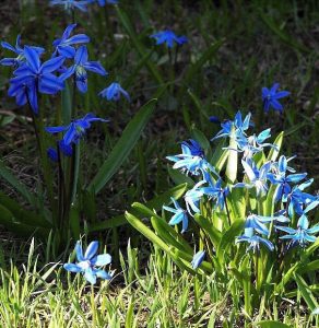 Scilla Blaustern Blumen