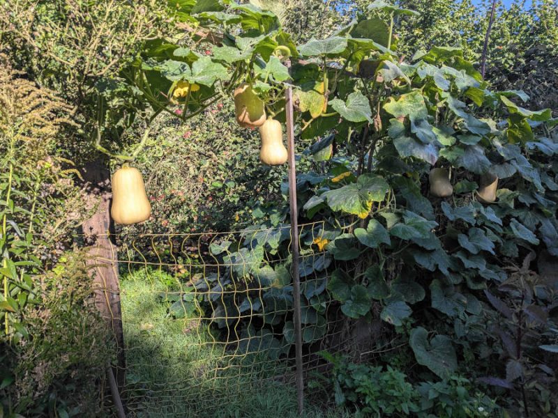 Kompostbeet üppig mit Butternut-Kürbis bewachsen