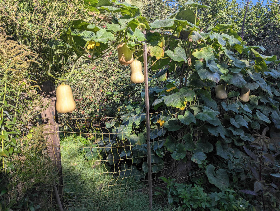 Kompostbeet üppig mit Butternut-Kürbis bewachsen