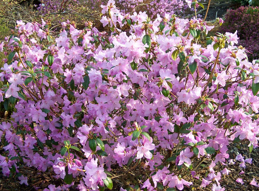Rhododendron x praecox, Vorfrühlings-Rhododendron, blühend