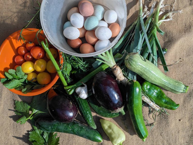 Selbstversorger Tagesernte Auberginen, Gurken, Zucchini und Hühnereier