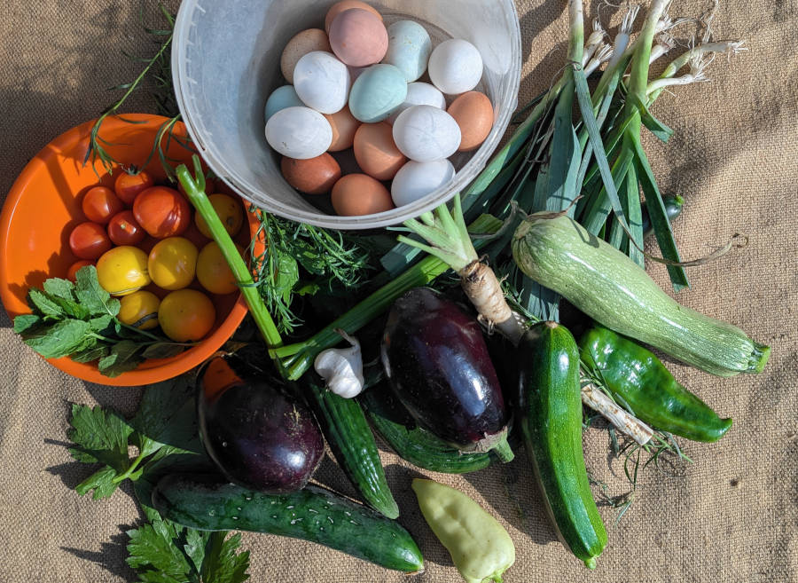 Selbstversorger Tagesernte Auberginen, Gurken, Zucchini und Hühnereier